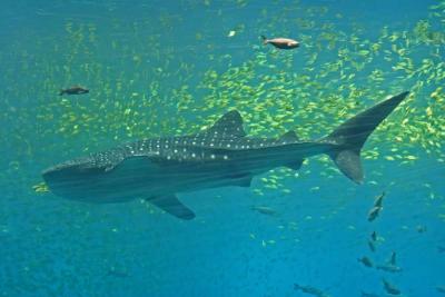 Whale Shark