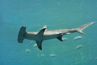 Great Hammerhead Shark