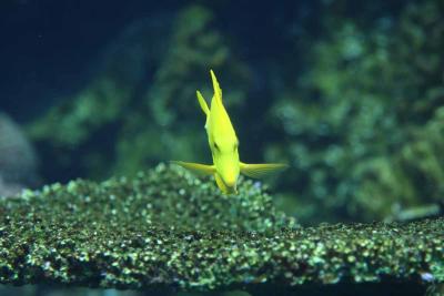 Yellow Tang