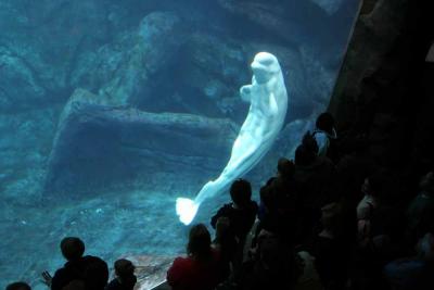 Beluga Whale