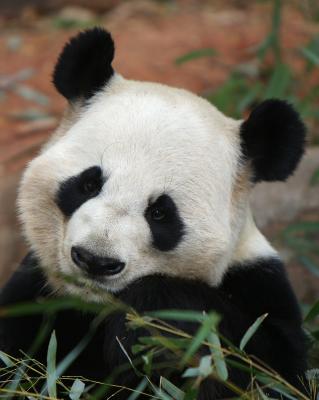 Panda (Photoshop enhanced)