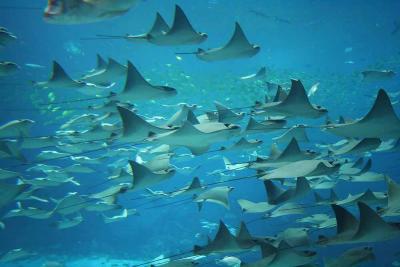 Cownose Rays