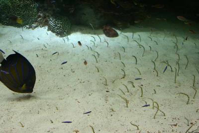 Spotted Garden Eel