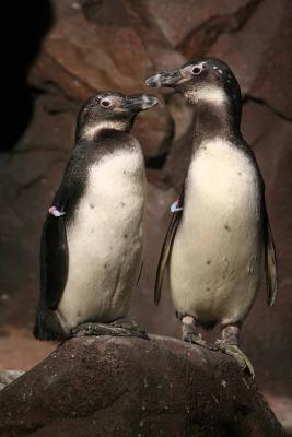 African Penguin