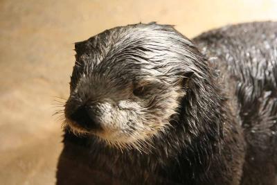 Sea Otter