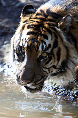 Sumatran Tiger