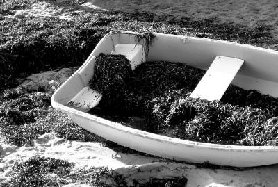 Boat and Seaweed