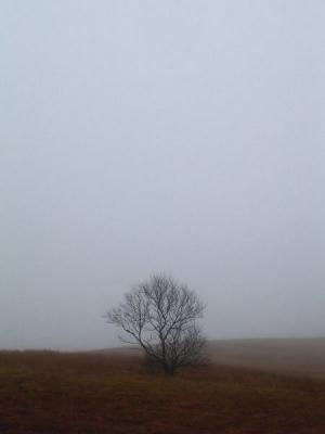 Lone Tree on Moors