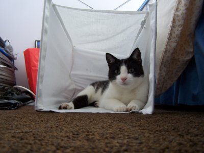 Jimi - I was wondering why the laundry basket kept being tipped