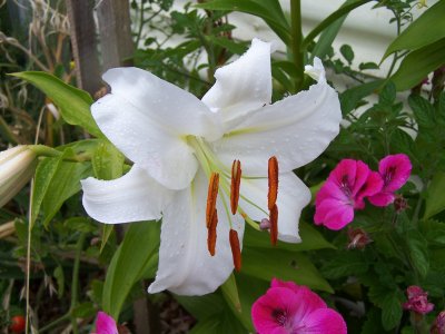 My Lilium