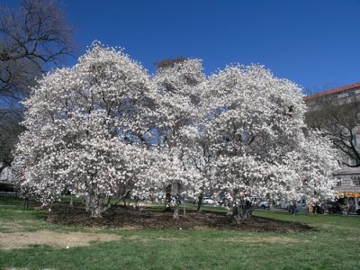 Cherry Trees