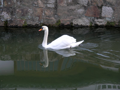 Swan