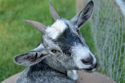 Posing Goat