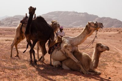 Camel orgy.