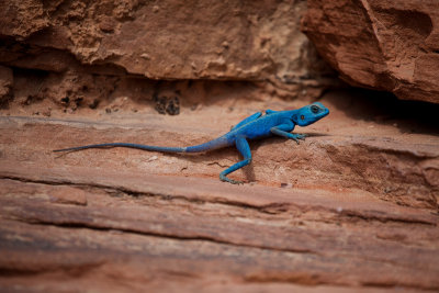 Blue lizard companion.