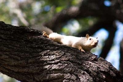 And then retreating into the trees.