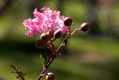This is pretty much just a crape myrtle flower, but it still looks cool.