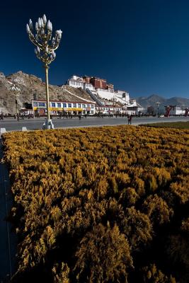 Plants in front of Potala.