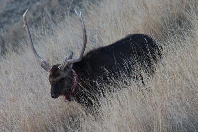 Some kind of deer type thing on the side of the Potala hill.