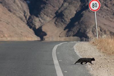 Less of a master of the road, a black cat crossing our path...