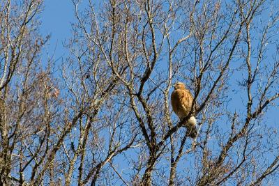 Not sure which one this is, but I suspect either hawk #2 or a third one.