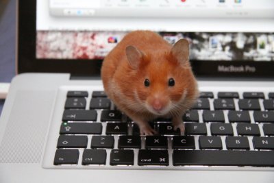 POO /  OUR HAMSTER LIKES THE MACBOOK TOO