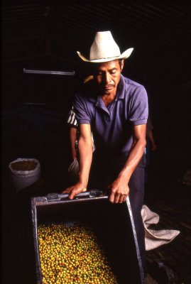 TRABAJADOR CAFETERO DEL SOCONUSCO