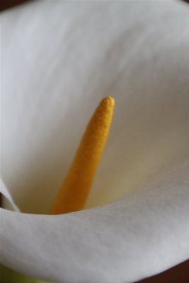 CALLA LILY