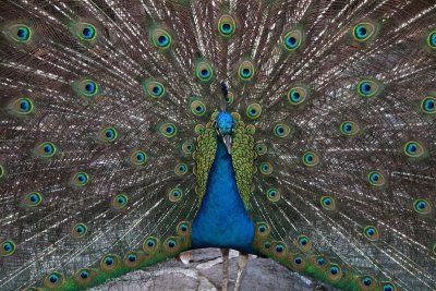 XOCHIMILCO PEACOCK