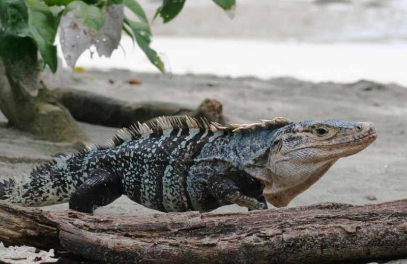 Manuel Antonio Iguana