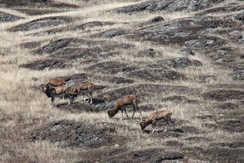 Mouflon Sheep, Spieden Island