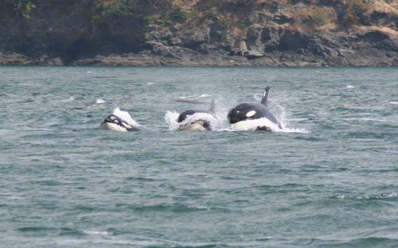 Pod of Orcas!