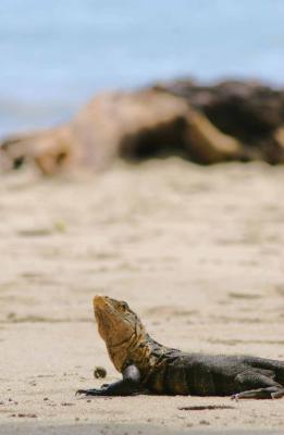 Iguana Kiss?