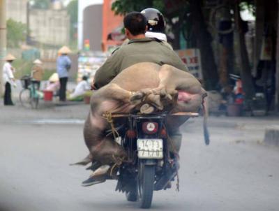 Livestock Transport