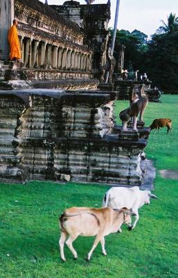 Angkor Monk and Friends