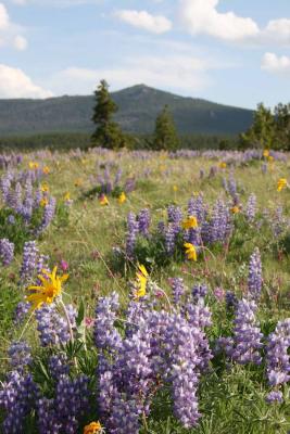 Bighorn Mountains Wyoming