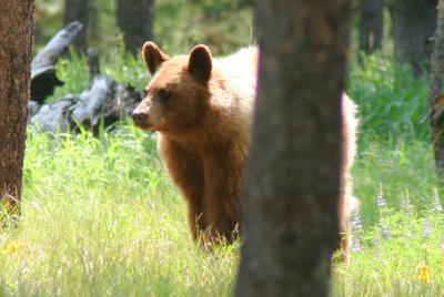 Yellowstone and Grand Teton