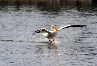 Yellowstone Pelican