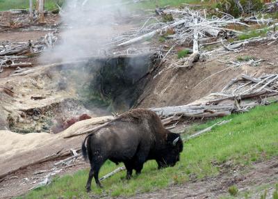 g3/78/617578/3/53360556.June2005GreatOutWestTripSet6GrandTetonYellowstone0711.jpg