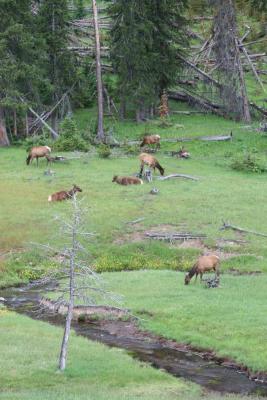 g3/78/617578/3/53360559.June2005GreatOutWestTripSet6GrandTetonYellowstone112386.jpg