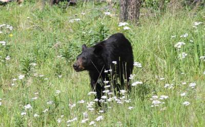 Roadside Bear