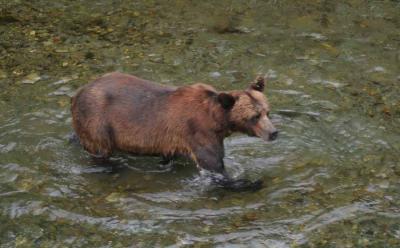 Just Outside Hyder AK