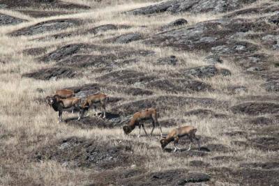 Mouflon Sheep, Spieden Island