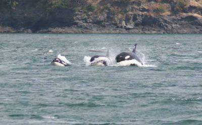 Pod of Orcas!
