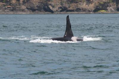 Orca Dorsal Fin