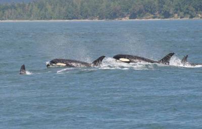 Orcas at Play