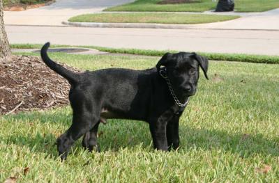 Harley Puppy