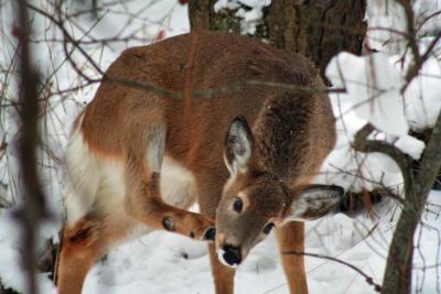 Larger Four Legged Critters