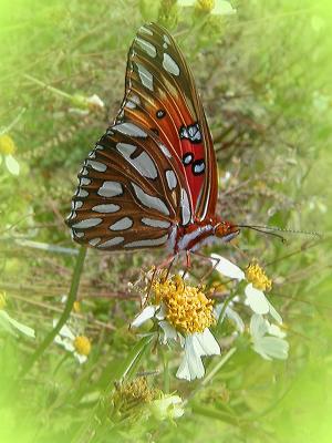 Monarch1.jpg