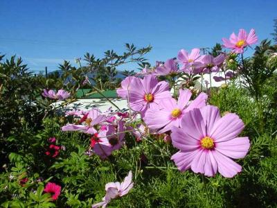 KimberlyFlowersP8280044.JPG